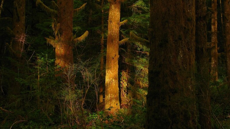 Tall Trees in Forest — Green, Serene, Morning, Photograph, Moss, Brown