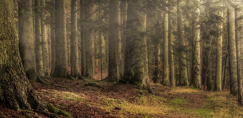 Tall Trees in Forest — Green, Serene, Morning, Photograph, Moss, Forest Floor