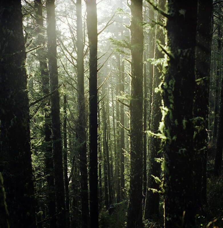 Tall Trees in Forest — Green, Serene, Morning, Photograph, Moss, Sunlight, Brown