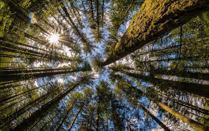 Tall Trees in Forest — Green, Serene, Morning, Photograph, Sun, Sky