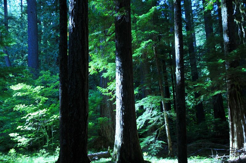 Tall Trees in Forest — Green, Serene, Morning, Photograph, Sunlight, Brown, Blue