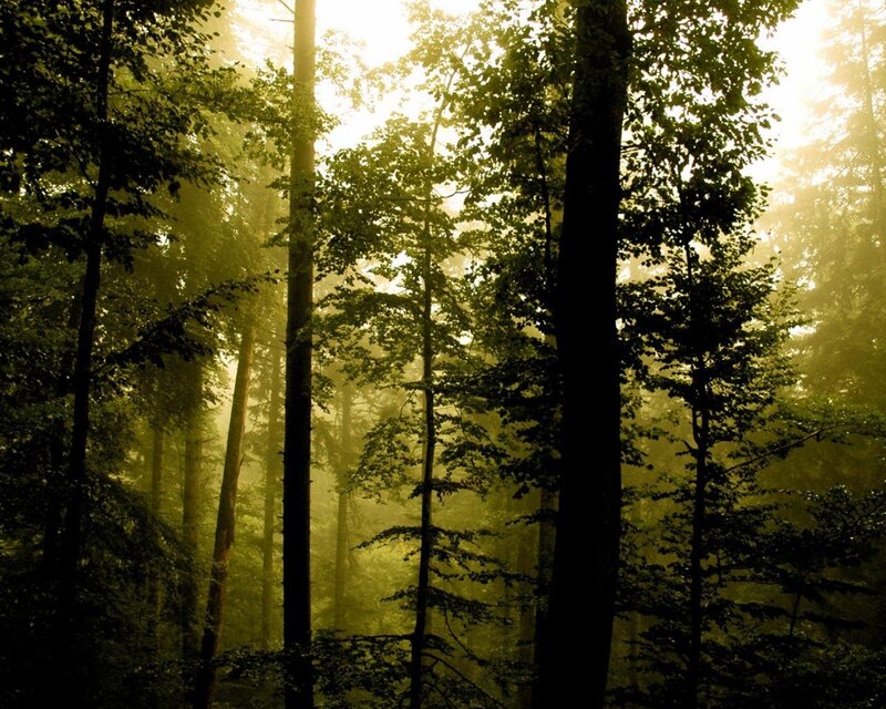 Tall Trees in Forest — Green, Serene, Morning, Photograph, Sunlight, Fog