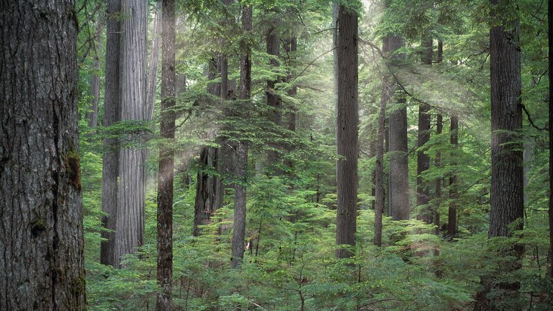 Tall Trees in Forest — Green, Serene, Morning, Photograph, Sunlight, Moss