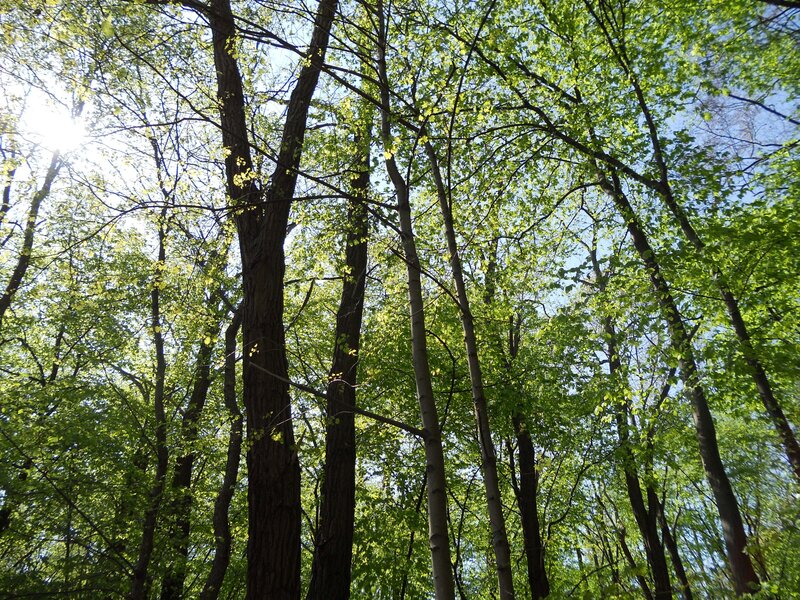 Tall Trees in Forest — Green, Serene, Morning, Photograph, Sunlight, Sky