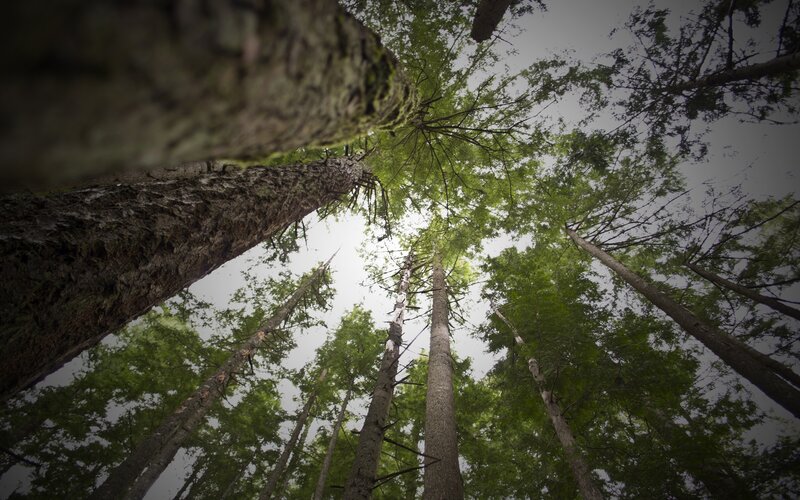 Tall Trees in Forest — Green, Serene, Morning