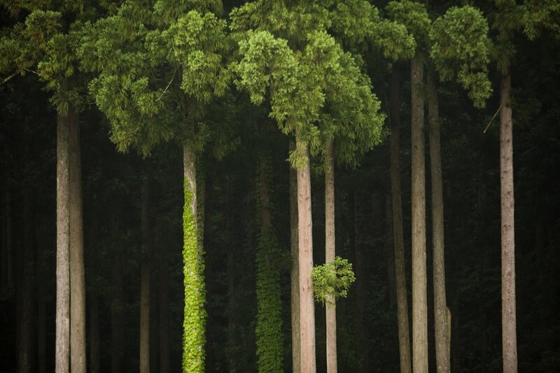 Tall Trees in Forest — Green, Serene, Night