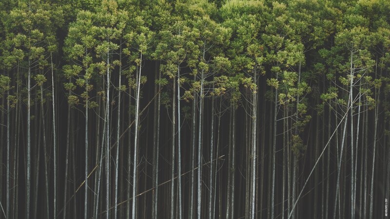 Tall Trees in Forest — Green, Serene, Photograph