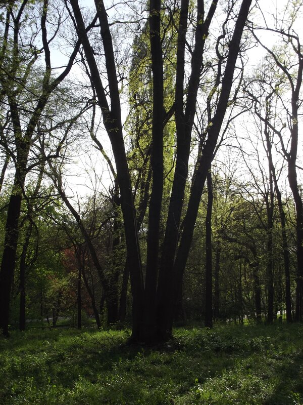 Tall Trees in Forest — Green, Serene, Spring, Photograph, Grass