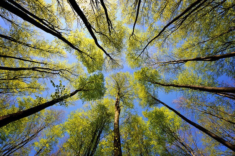 Tall Trees in Forest — Green, Serene, Spring, Photograph