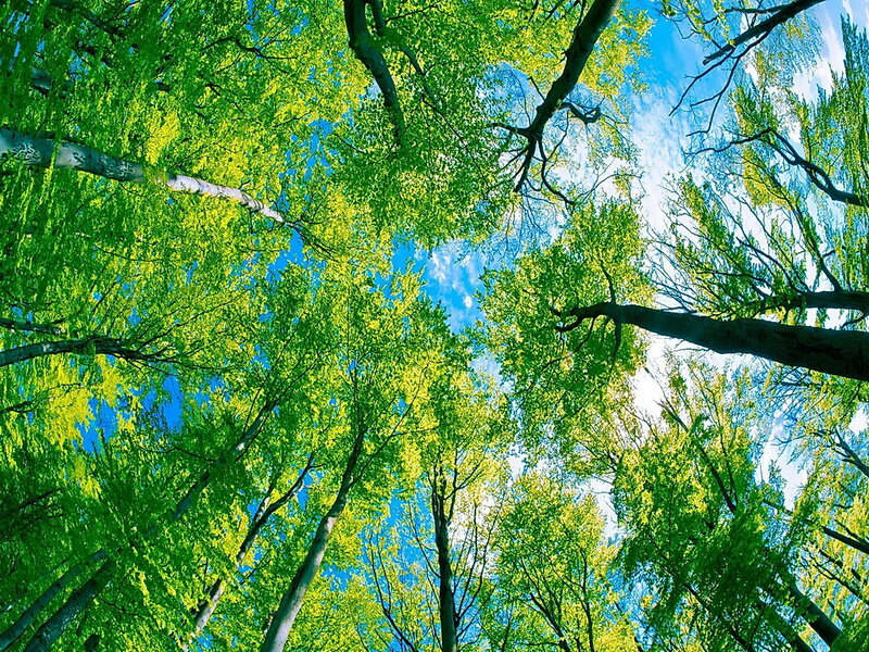 Tall Trees in Forest — Green, Serene, Spring