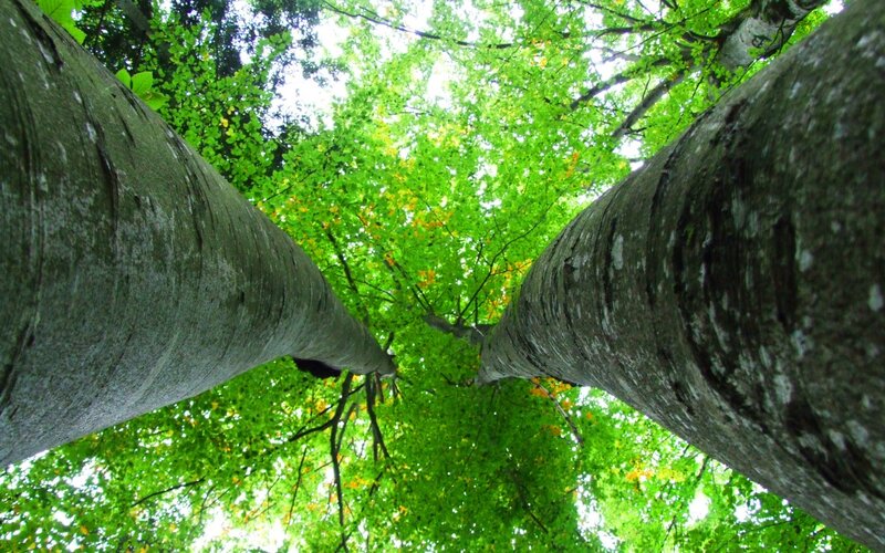 Tall Trees in Forest — Green, Serene, Summer, Photograph