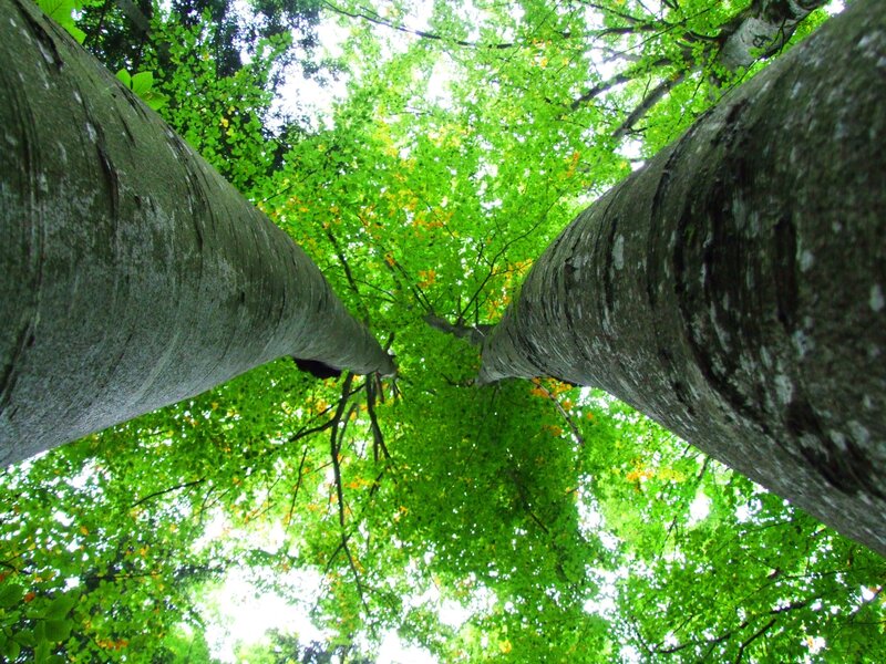 Tall Trees in Forest — Green, Serene, Summer, Photograph, Tree Trunks, Green Leaves