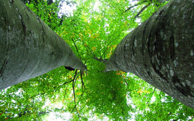 Tall Trees in Forest — Green, Serene, Summer, Photograph, Tree Trunks