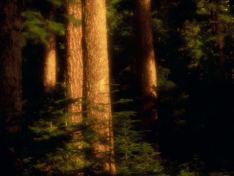Tall Trees in Forest — Green, Serene, Sunset
