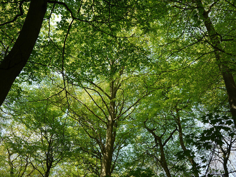 Tall Trees in Forest — Green, Serene