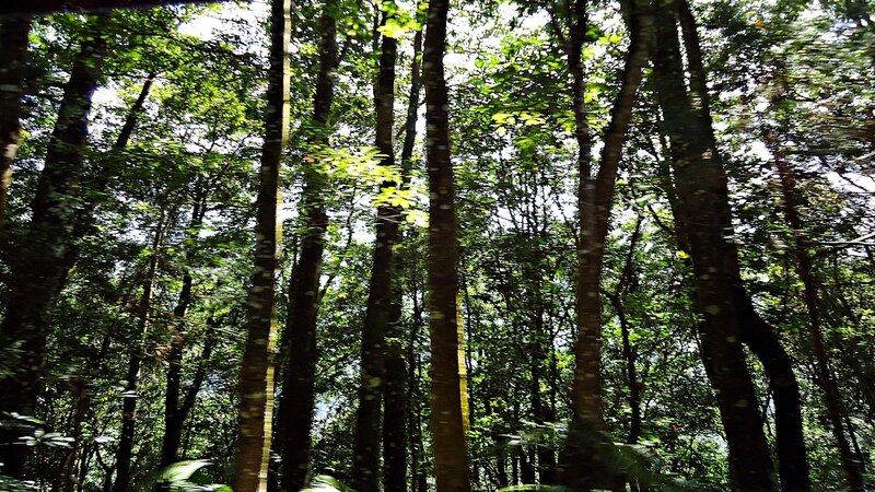Tall Trees in Forest — Green, Sunlight