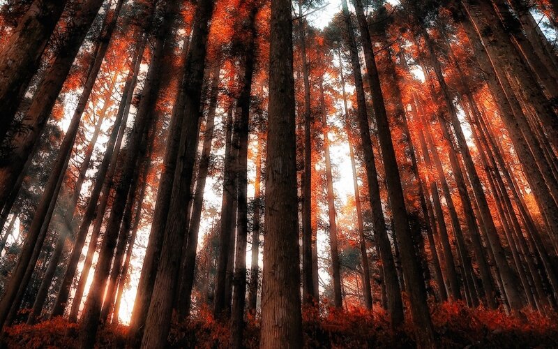Tall Trees in Forest — Orange