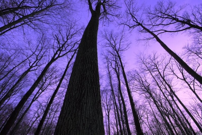 Tall Trees in Forest — Purple