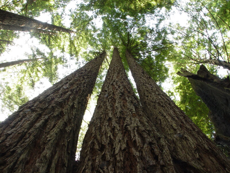 tall trees in forest