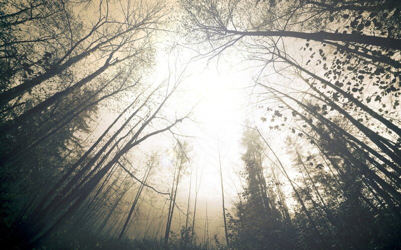 Tall Trees in Forest — White, Serene