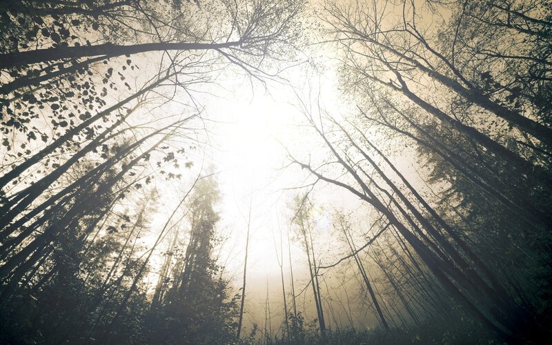 Tall Trees in Forest — White