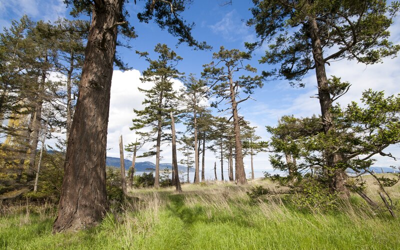 Tall Trees in Grassy Field