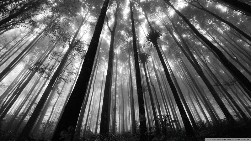 Tall Trees in Mist — Black
