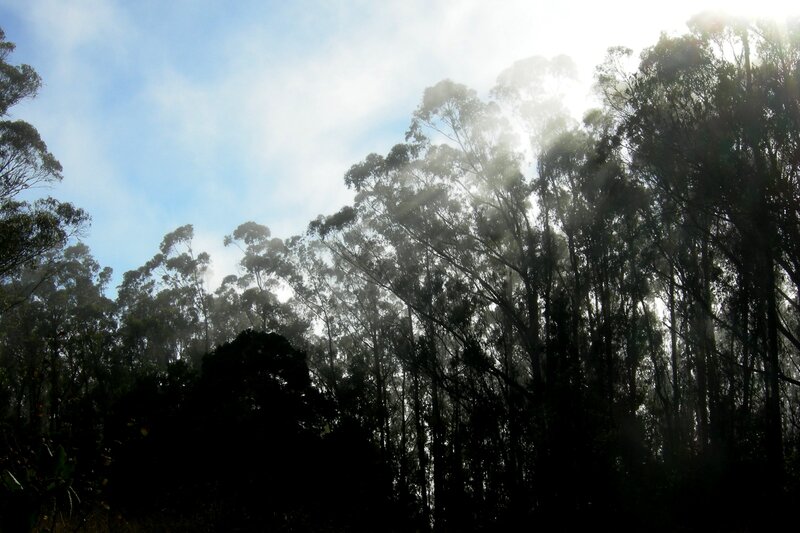 Tall Trees in Mist — Blue