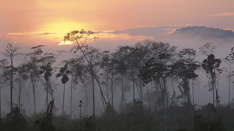 Tall Trees in Mist — Orange