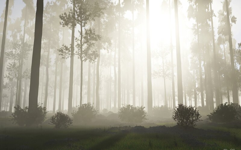 Tall Trees in Mist