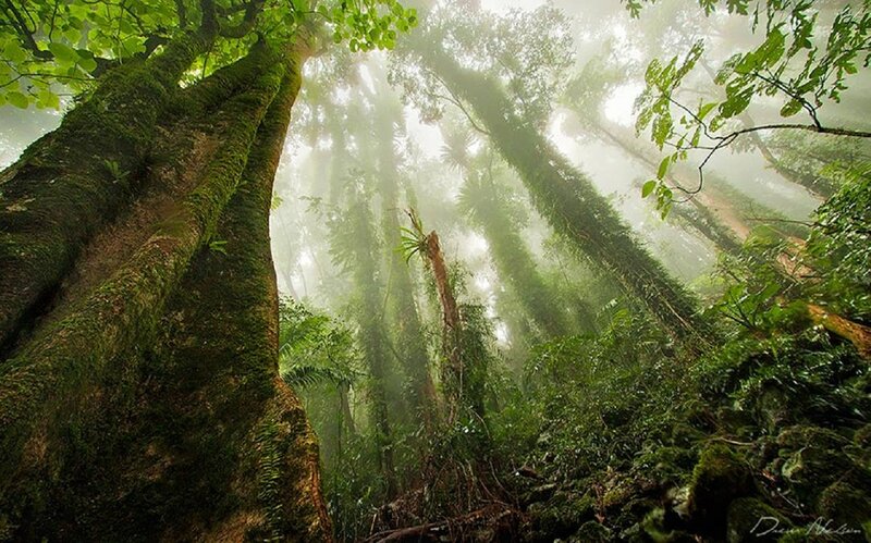 Tall Trees in Misty Forest