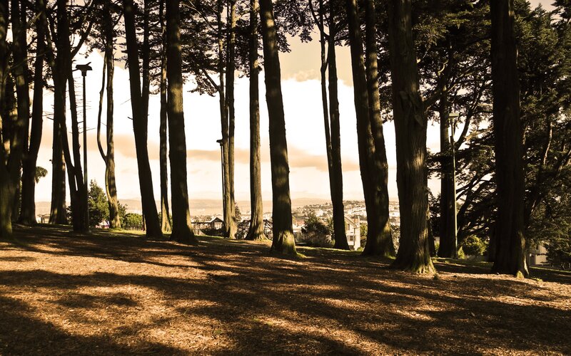 Tall Trees in Park