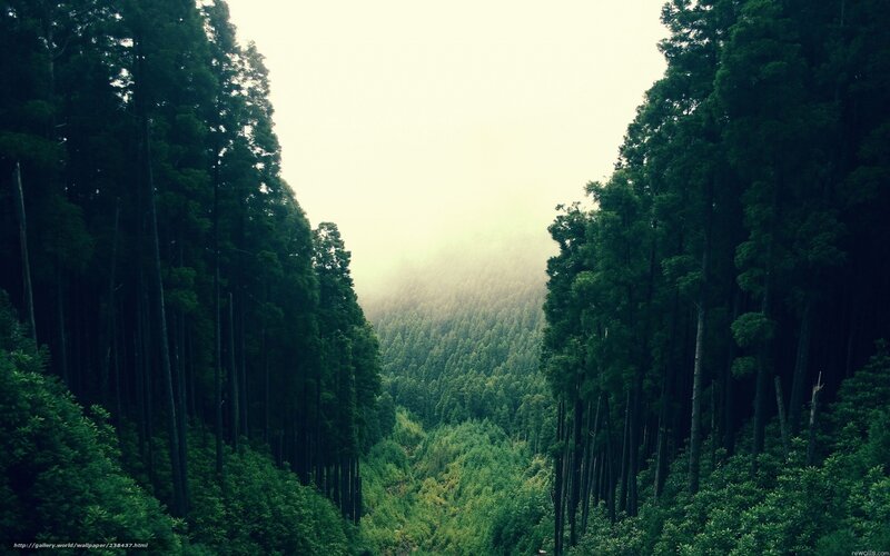 Tall Trees in Valley — Green