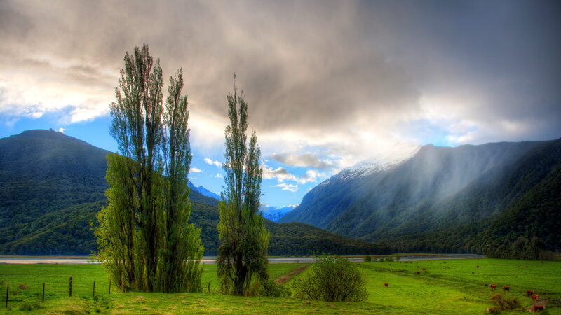 Tall Trees in Valley