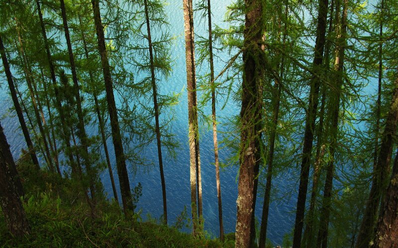 Tall Trees Overlooking Lake