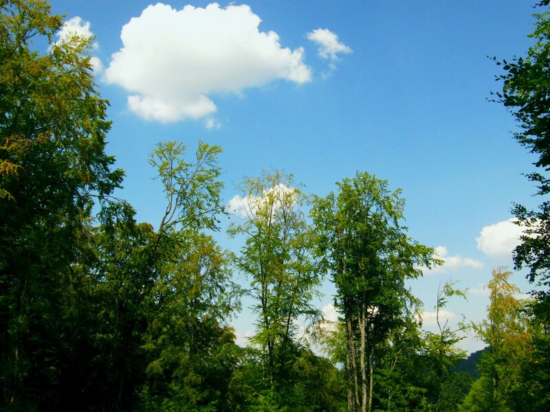 Tall Trees under Blue Sky