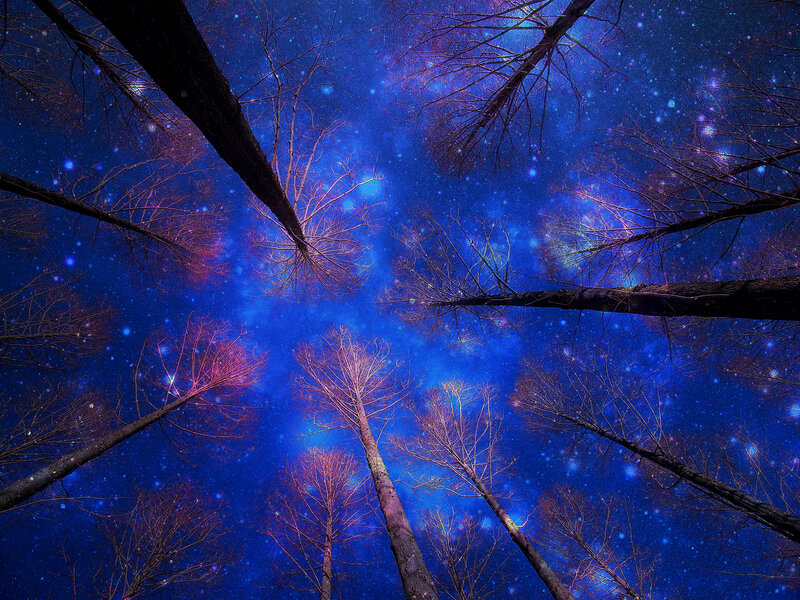Tall Trees under Stars