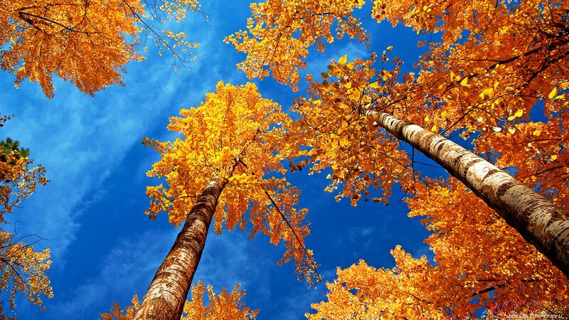 Tall Trees with Autumn Leaves