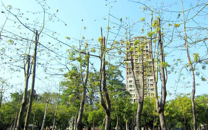 Tall Trees with Building