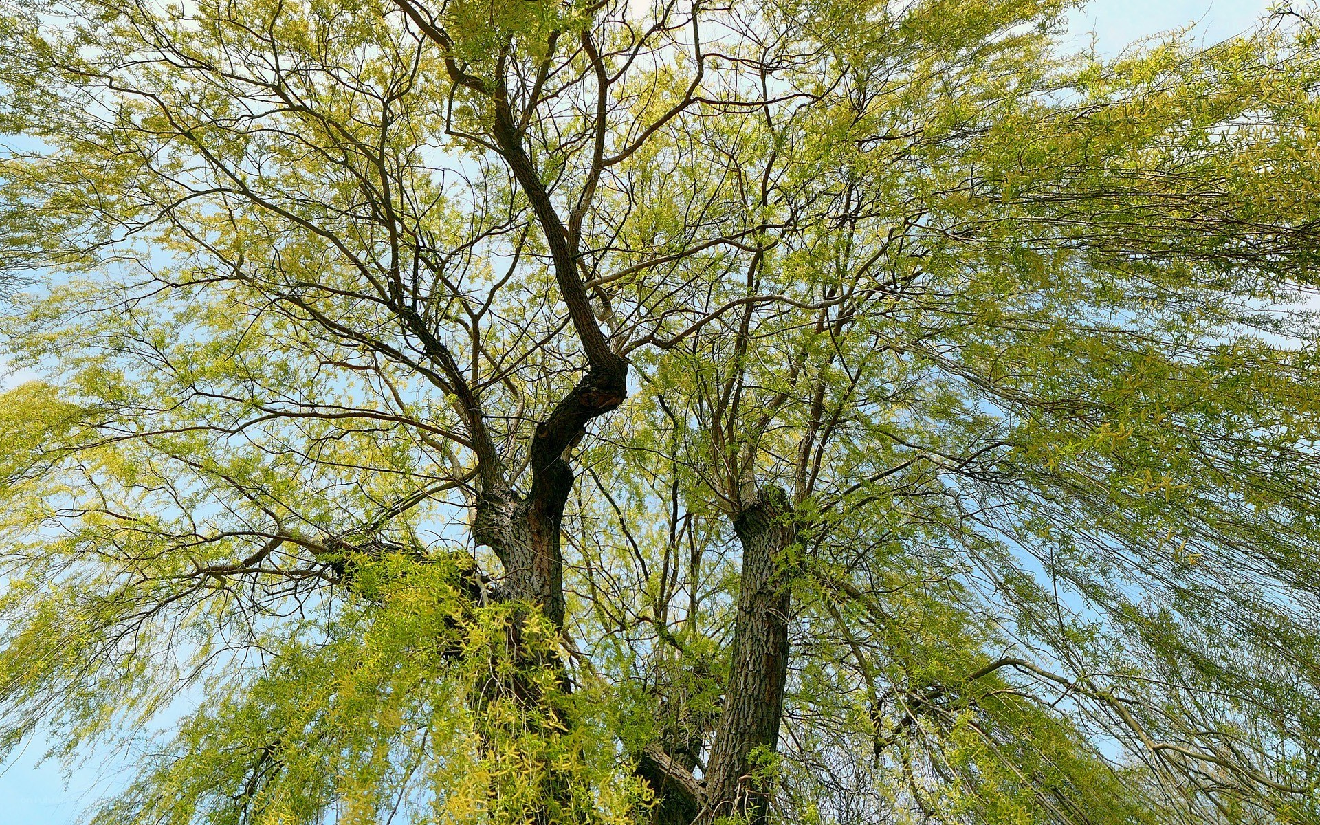 tall trees with green leaves