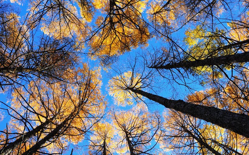 Tall Trees with Yellow Leaves — Blue, Serene, Autumn, Photograph