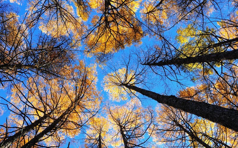 Tall Trees with Yellow Leaves — Blue, Serene