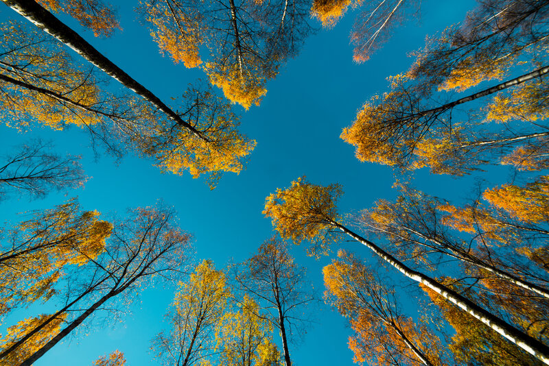 Tall Trees with Yellow Leaves — Blue