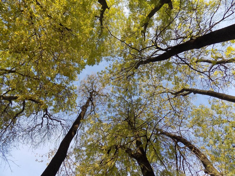 Tall Trees with Yellow Leaves — Green