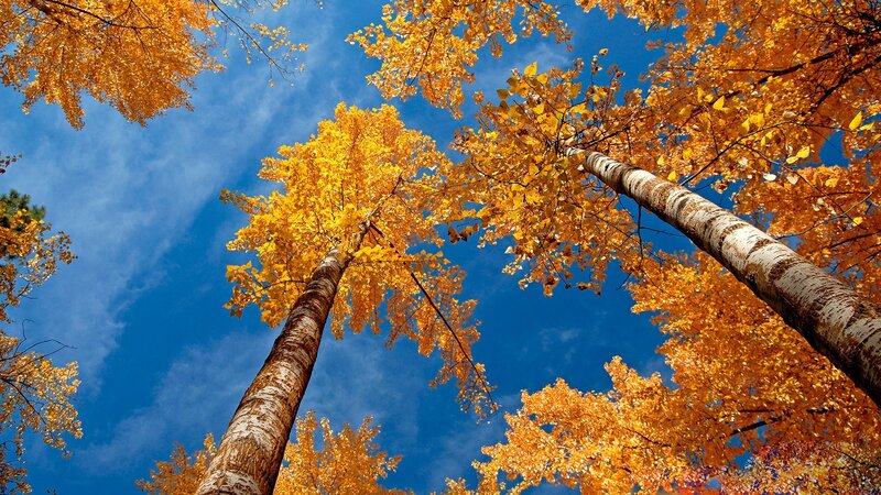 Tall Trees with Yellow Leaves — Serene, Autumn, Photograph, Blue Sky, Clouds, Tree Trunks