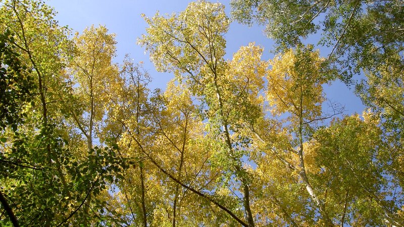 Tall Trees with Yellow Leaves — Serene, Autumn, Photograph, Sky, Green