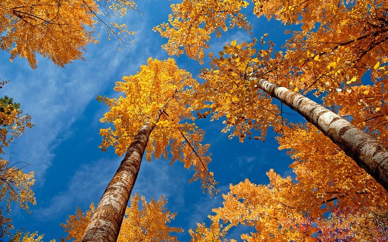 Tall Trees with Yellow Leaves — Serene, Autumn