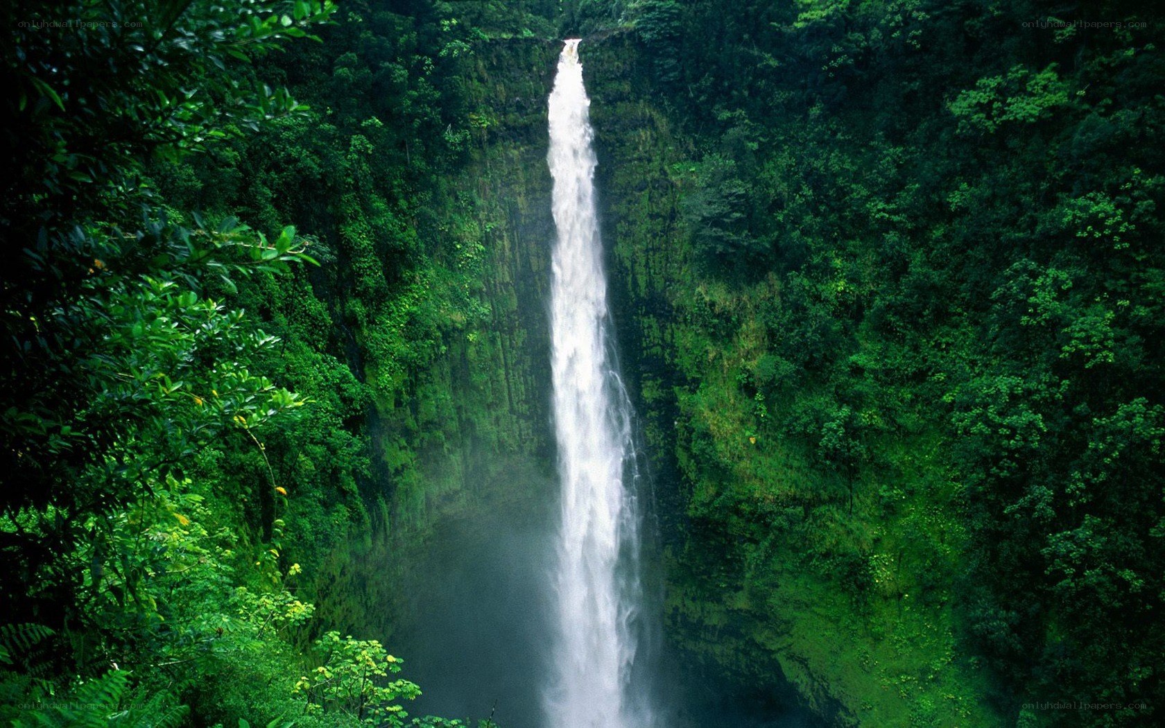 tall waterfall in lush forest