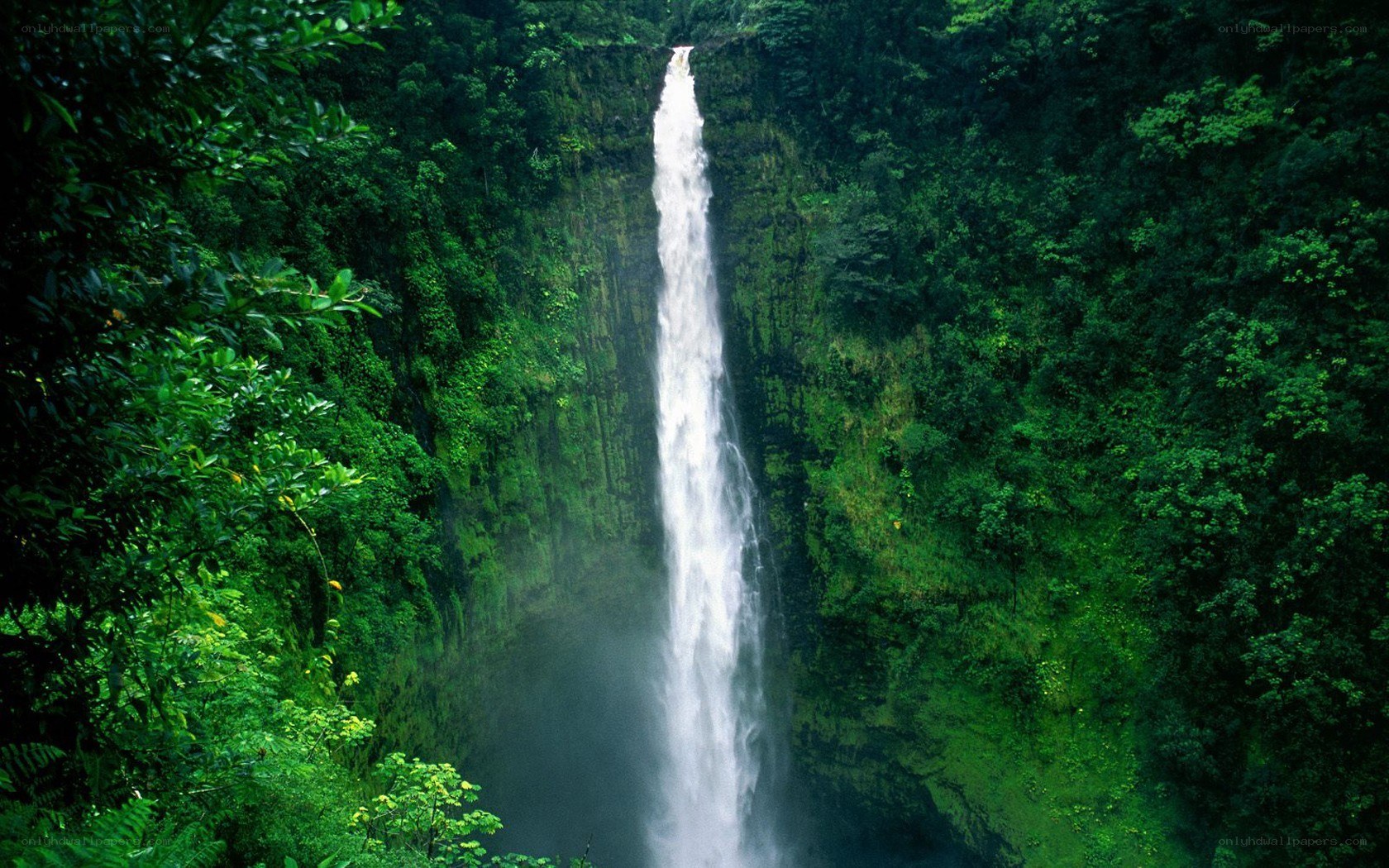 tall waterfall in lush forest