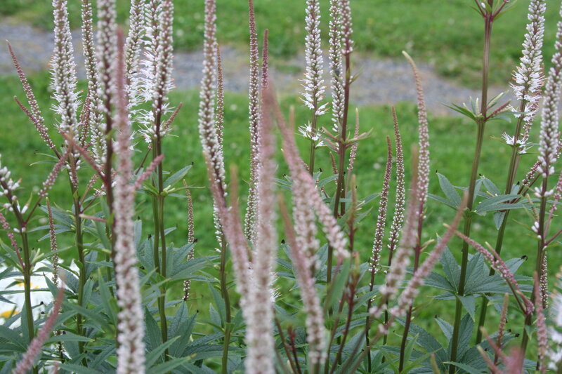 Tall White Flower Spikes — Calm
